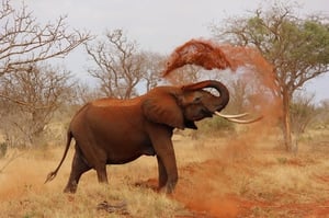 Elefant nimmt Sandbad