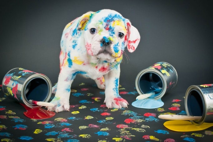 Hund mit Farbflecken