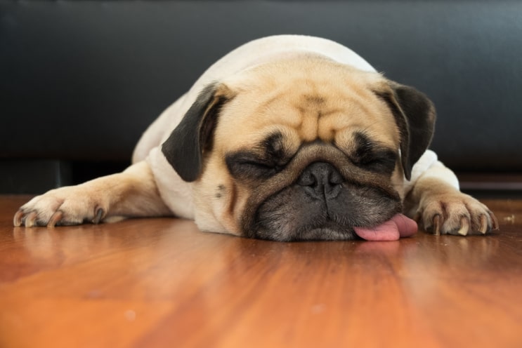shutterstock_@ fongleon356_250646236_743x496px