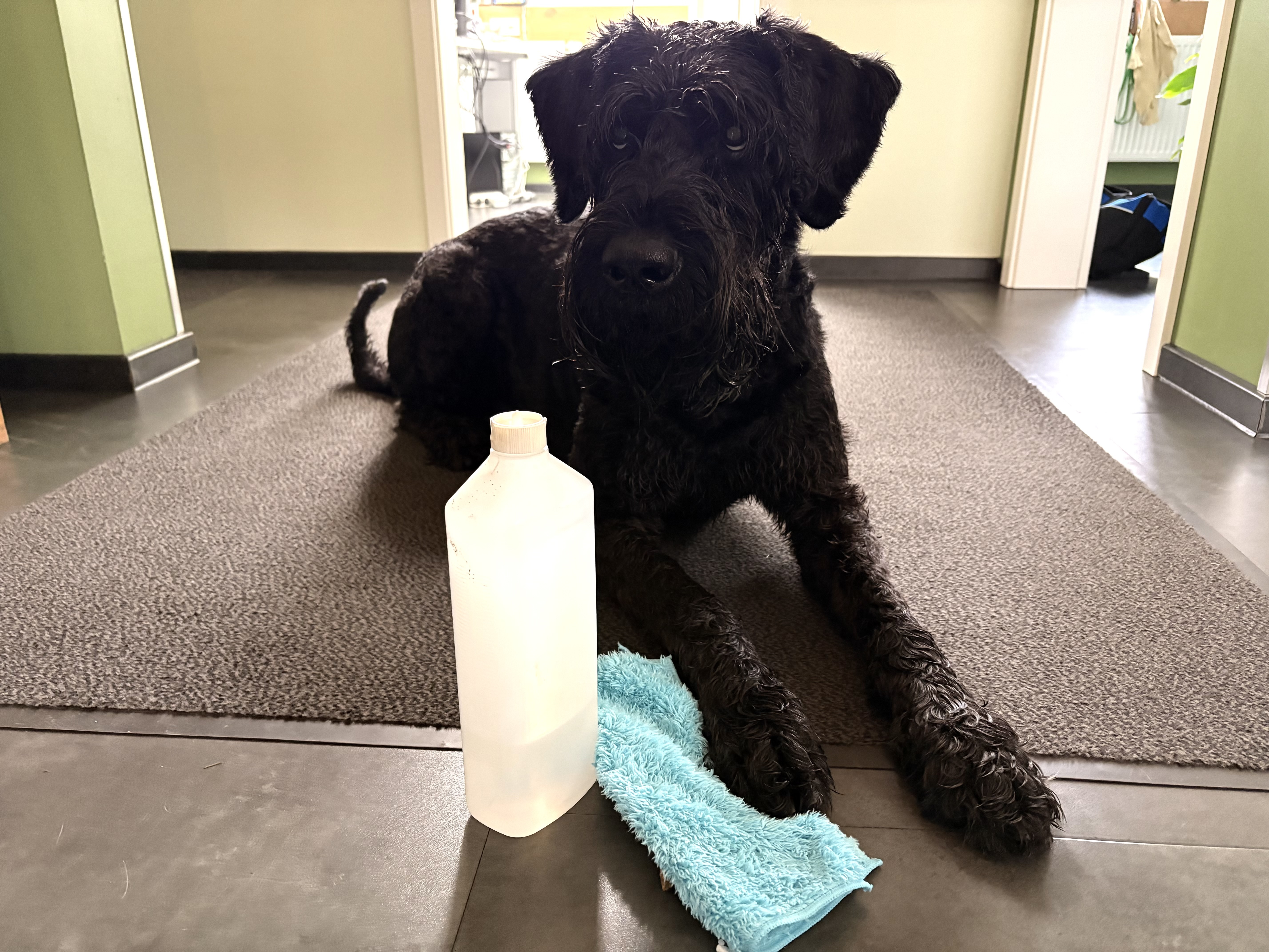 Hund mit Putzmitteln